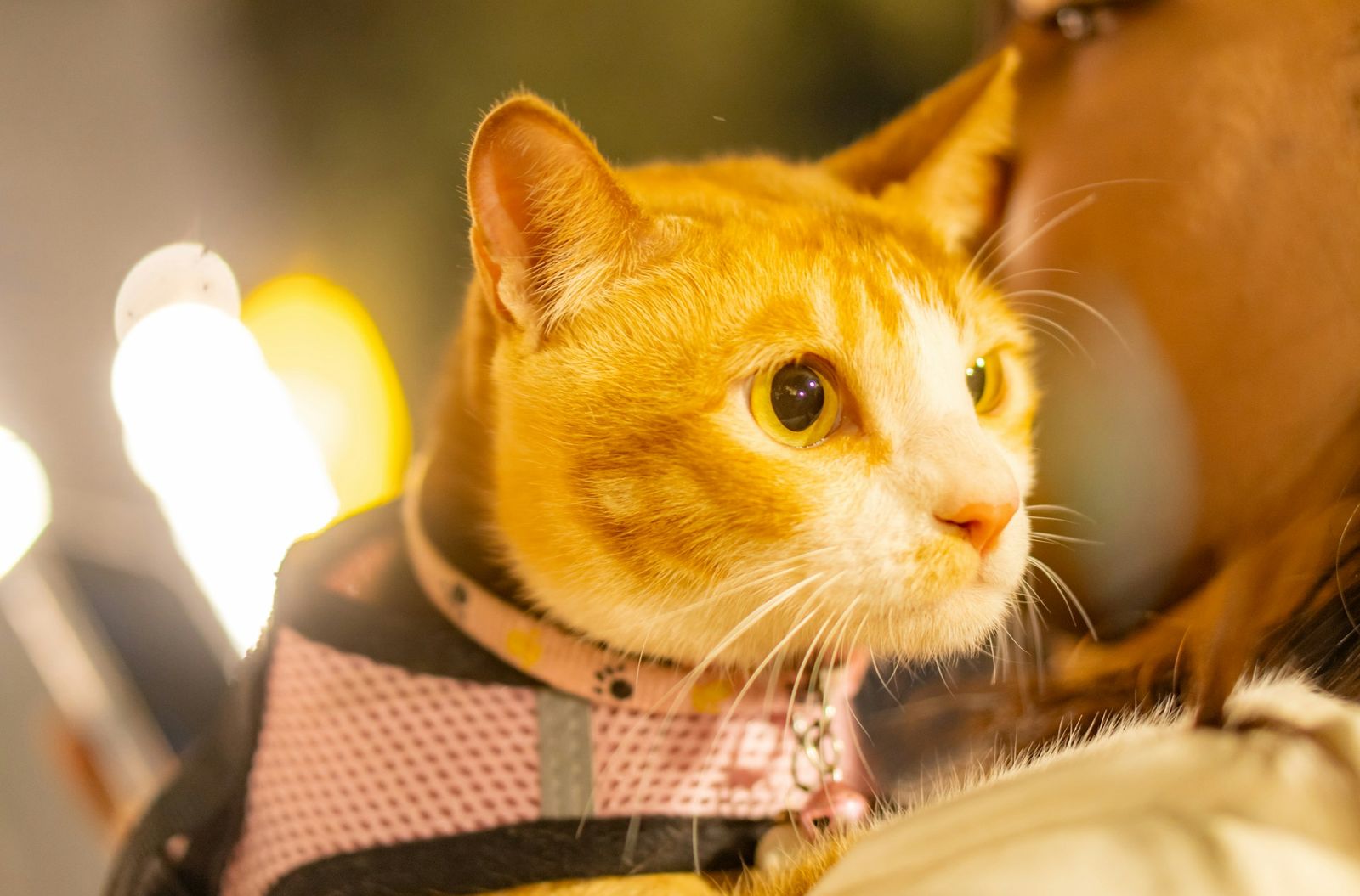 Cats travel on simpler rules than dogs