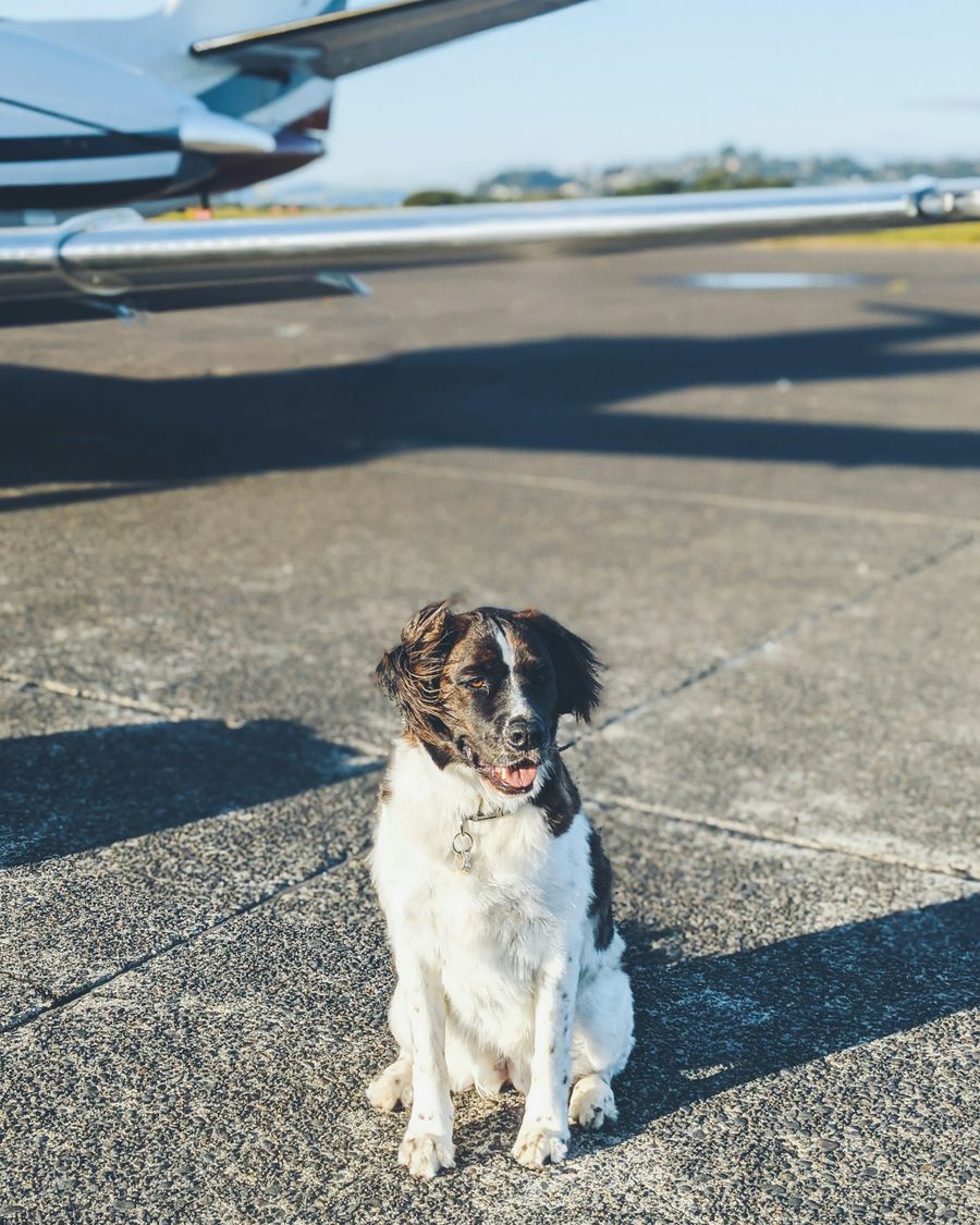 A dog on the tarmac next to an aircraft before a flight to Hawaii