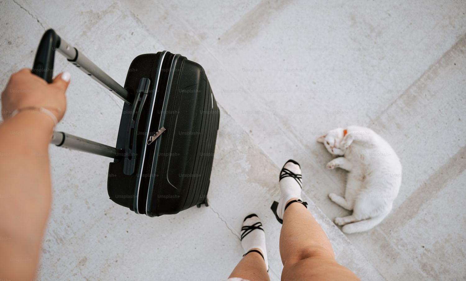 US Cat Country Pack — travel with your cat from Europe to the USA