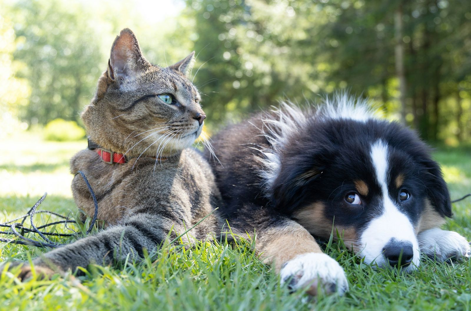 The tapeworm rule (dogs only)