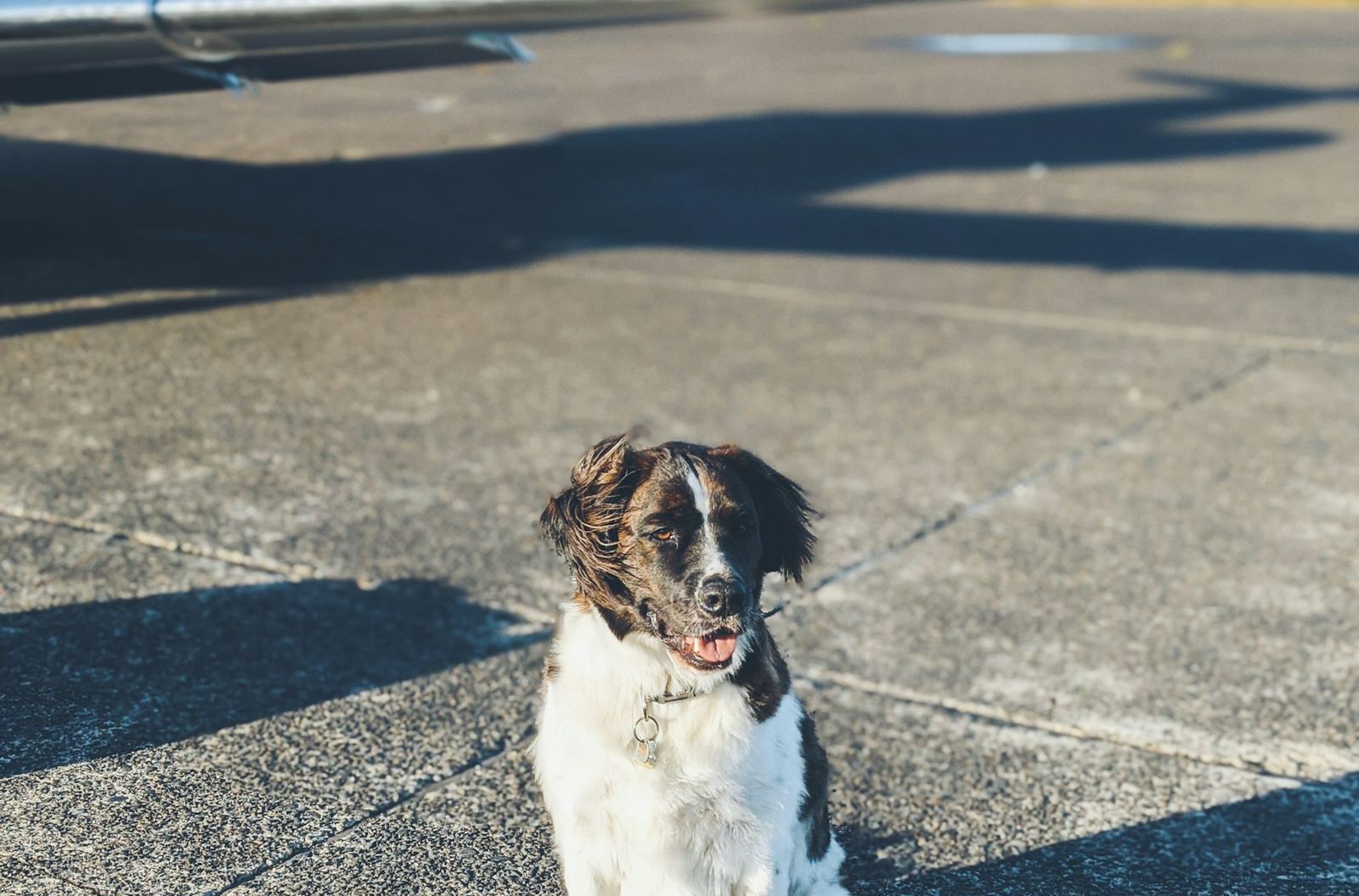 Dog and owner at the airport check-in for a US flight