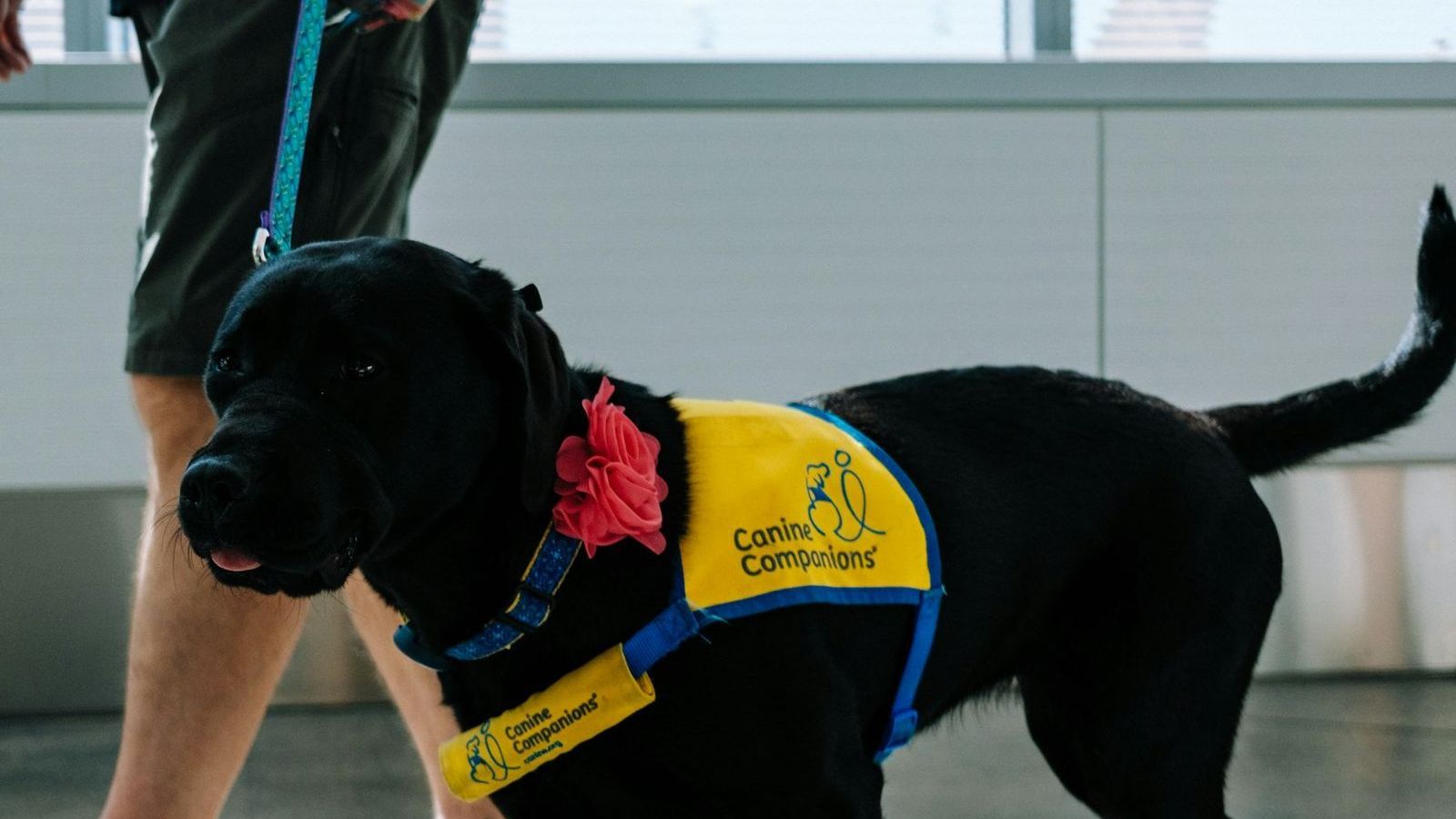 Pet travel rules: official sources