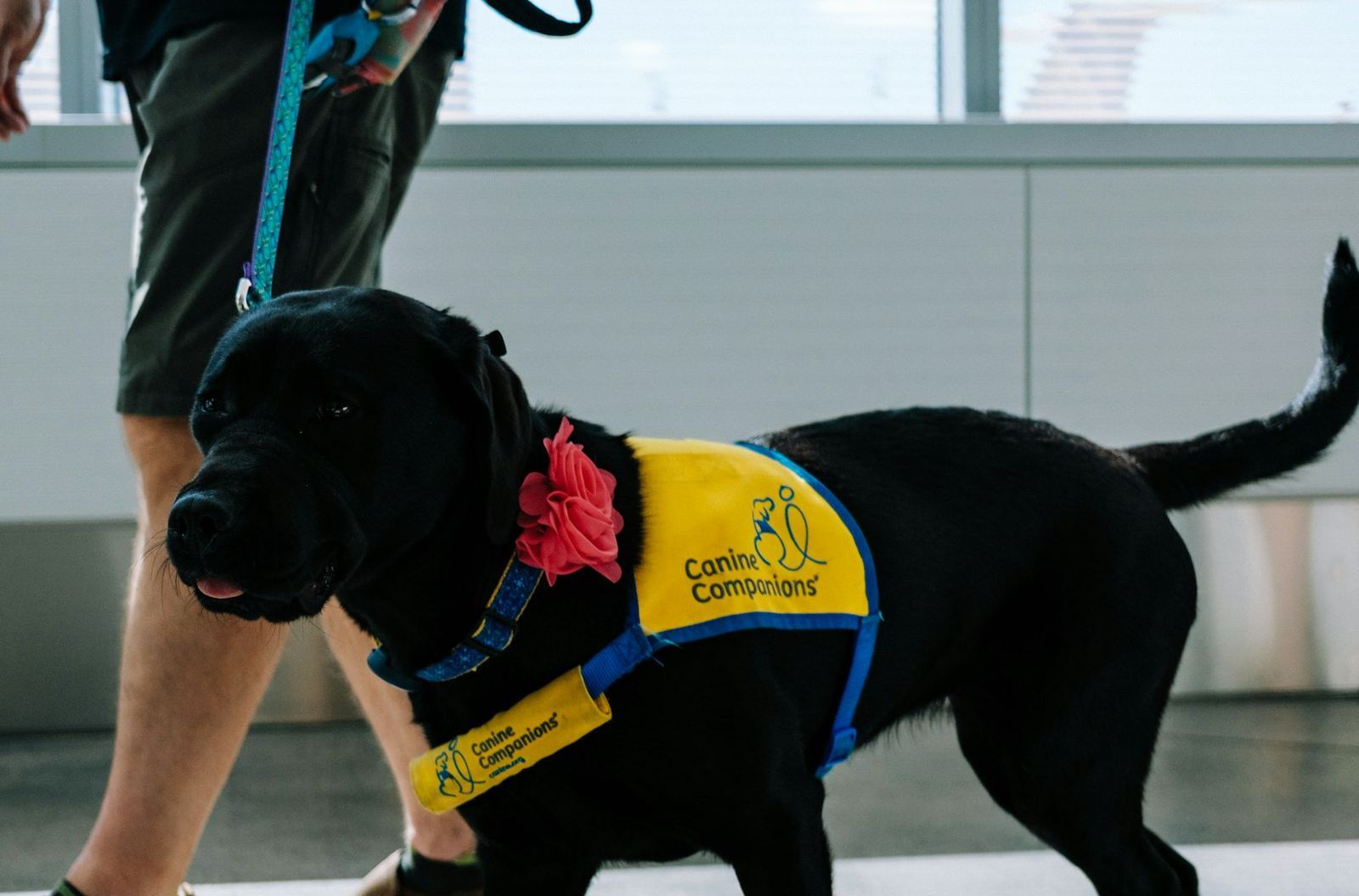 Dog travelling internationally in a carrier