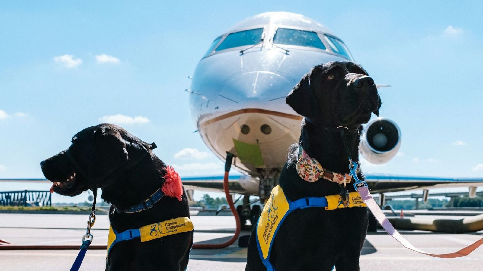 Pet travel rules: official sources