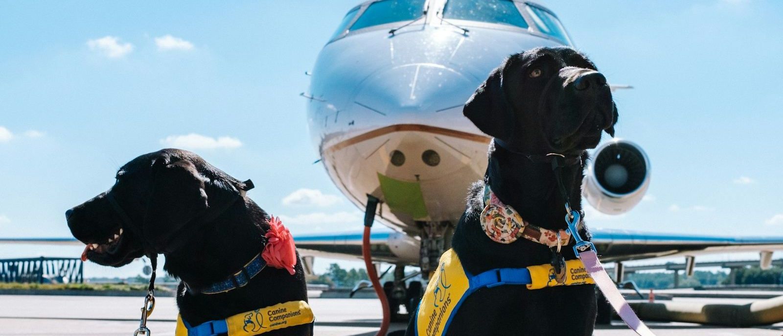 Traveling with a pet: rules checked against the official sources