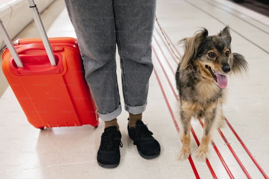 US Dog Country Pack — travel with your dog from Europe to the USA