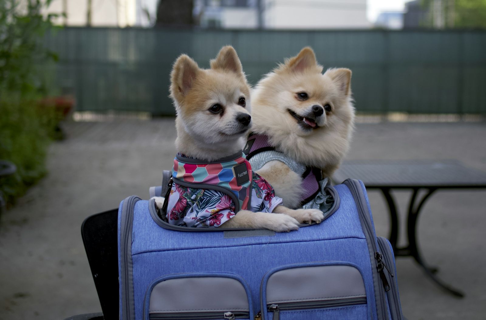 Two dogs sitting in an open suitcase